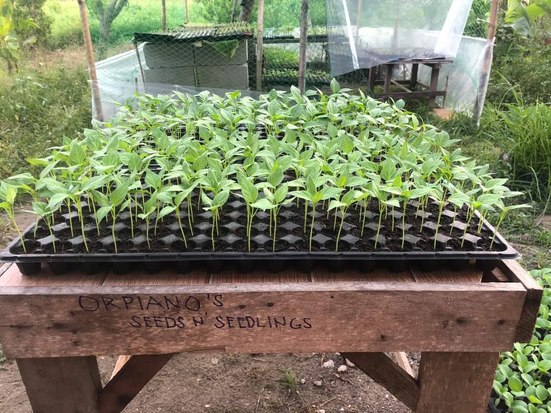 Mint, Chilli & More: How to Grow Organic Veggies From Kitchen Scraps