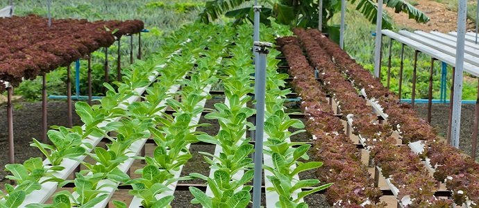 What is Aquaponics and How Does it Work?