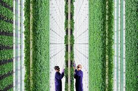 AI-controlled vertical farms promise revolution in food production