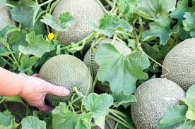 How to grow melons in the Midwest