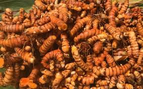 Turmeric Cultivation: Top 7 Reasons to Grow Turmeric in a Polyhouse