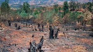 Slash-and-Burn Agriculture: Can It Be Sustainable Again?