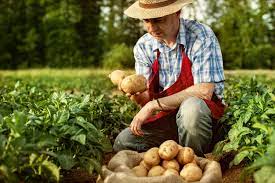 Setting Up Your Own Farm: The Basics