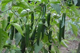 Top 18 Steps to Boost Chilli/Pepper Yield: How to Increase Production, Quality, and Tips