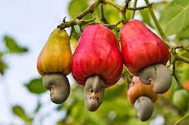 Sustainable cashew farming success in West Africa