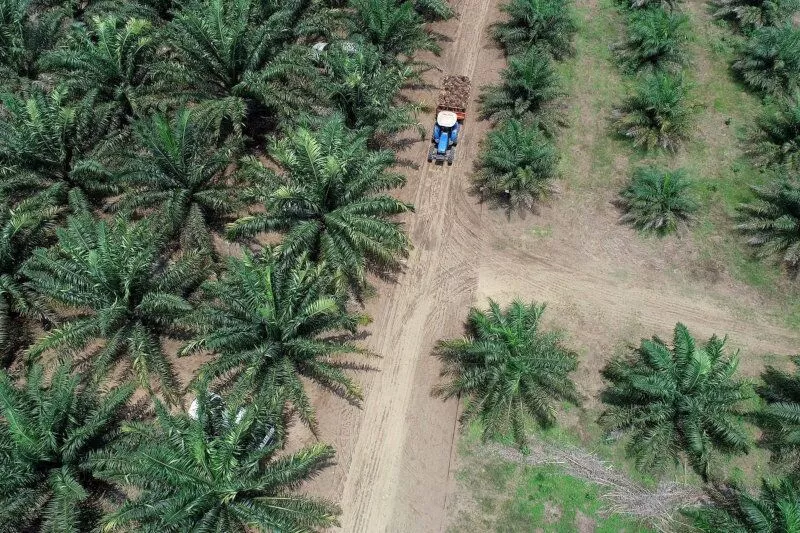 Mango, maize and palm oil: Opportunities in Congo’s agriculture sector