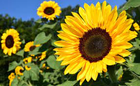 Sunflowers and dried mangoes are the key to surviving climate change in rural Zimbabwe