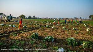 6 megatrends shaping African food systems